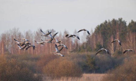 Foto de Group of Cranes(Grus grus) in fly against fuzzy forest, Podlaskie Voivodeship. Poland, Europe - Imagen libre de derechos
