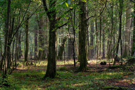 Téléchargez les photos : Summertime deciduous forest with old hornbeam trees and juvenile ones around, Bialowieza Forest,Poland,Europe - en image libre de droit