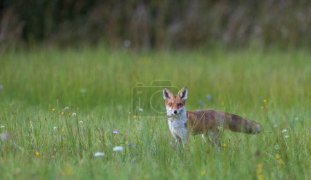 Téléchargez les photos : Renard roux (Vulpes vulpes) observant debout dans un pré herbeux, Pologne, Europe - en image libre de droit