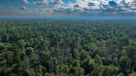 Polish part of Bialowieza Forest to east from Hajnowka aerial view with some dead trees in foreground, Bialowieza Forest, Poland, Europe