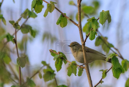 Photo for Common Chiffchaff(Phylloscopus collybita) looking back at camera sitting on hazelnut branch, Bialowieza Forest, Poland, Europe - Royalty Free Image