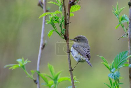 Photo for Common Chiffchaff(Phylloscopus collybita) looking back at camera sitting on raspberry stalk, Bialowieza Forest, Poland, Europe - Royalty Free Image