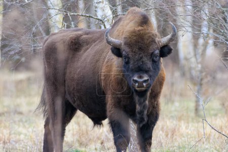 Photo for European Bison(Bison bonasus) male  in springtime forest looking at camera, Bialowieza Forest, Poland, Europe - Royalty Free Image