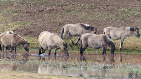 Téléchargez les photos : Tarpan comme troupeau de chevaux polonais marchant dans les prairies inondées printanières, vallée de Narew, Pologne, Europe - en image libre de droit