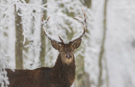 Photo for Red deer(Cervus elaphus) male looking at camera in winter, Bialowieza Forest,Poland,Europe - Royalty Free Image