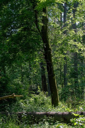 Frühling Laub Urwald mit alten Bäumen im Hintergrund, Bialowieza Wald, Polen, Europa
