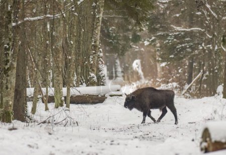 Free ranging European Bison male calf in wintertime forest, Bialowieza Forest, Poland, Europe