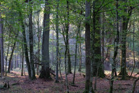 Morgens nebliger Sonnenaufgang im Laubwald mit alten Erlen, Bialowieza-Wald, Polen, Europa