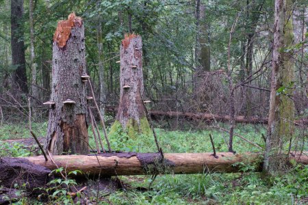 Stand caducifolio con carpe y picea en verano, Bosque de Bialowieza, Polonia, Europa
