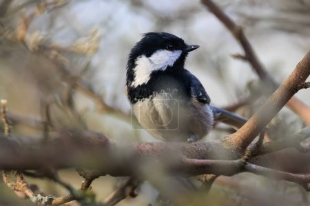 Coal Tit (Parus ater) looking at camera closeup  in springtime, Bialowieza Forest, Poland, Europe