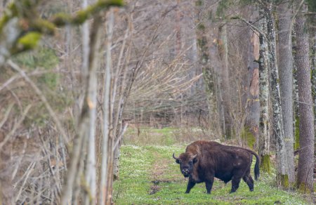 Männchen des Europäischen Bisons (Bison bonasus) im Frühjahrswald mit Blick auf die Kamera, Bialowieza Forest, Polen, Europa