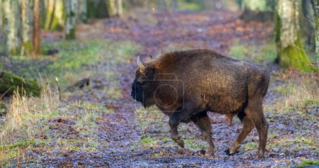 Photo for European Bison(Bison bonasus) male  in autumn forest looking at camera, Bialowieza Forest, Poland, Europe - Royalty Free Image