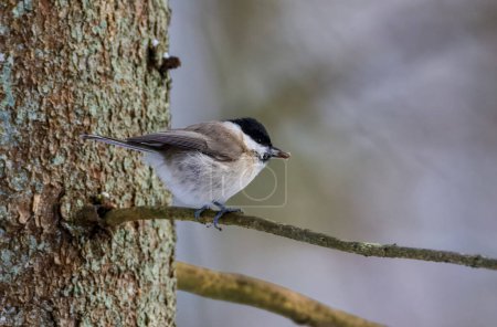 Marsh tit (Poecile palustris) on spruce branch holding food closeup in wintertime, Bialowieza Forest, Poland, Europe