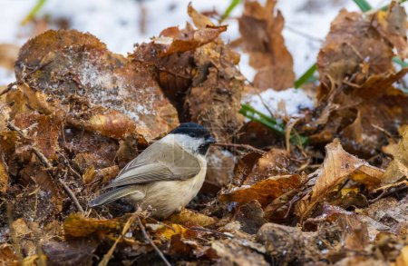 Marsh tit (Poecile palustris) closeup in wintertime, Bialowieza Forest, Poland, Europe