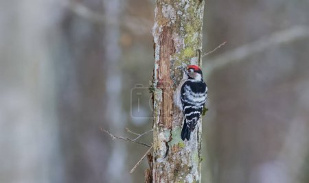 Lesser Spotted Woodpecker(Dryobates minor) on hornbeam tree trunk in winter, Bialowieza Forest, Poland, Europe