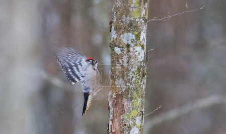 Lesser Spotted Woodpecker(Dryobates minor) starting to fly, Bialowieza Forest, Poland, Europe