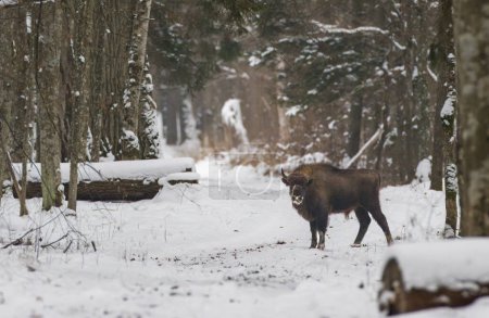 Veau mâle Bison d'Europe en liberté dans la forêt hivernale, forêt de Bialowieza, Pologne, Europe