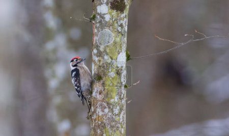 Lesser Spotted Woodpecker(Dryobates minor) on hornbeam tree trunk in winter, Bialowieza Forest, Poland, Europe