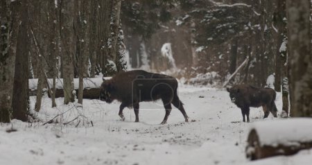 Free ranging European Bison male calf and adult one in wintertime forest, Bialowieza Forest, Poland, Europe