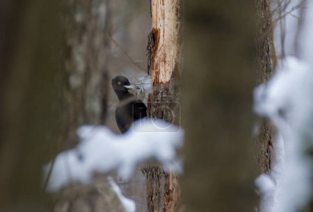 Pic noir (Dryocopus martius) femelle sur tronc d'aulne, Forêt Bialowieza, Pologne, Europe