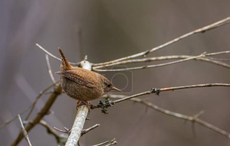 Troglodytes troglodytes (Troglodytes troglodytes) au printemps, Forêt Bialowieza, Pologne, Europe
