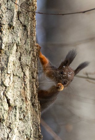 Rotes Eichhörnchen (Sciurus vulgaris) im Frühherbst auf Eiche sitzend, Wald von Bialowieza, Polen, Europa