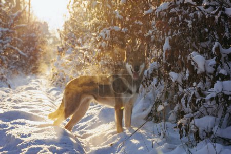 Young Tamaskan dog during winter walk in a forest
