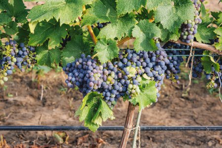 Grapes in vineyard in Dworzno village, Zyrardow County, Poland