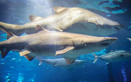 Tiburones tigre de arena en acuario grande