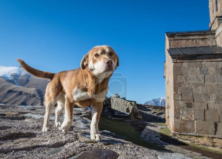 Perro en Tsminda Sameba - Iglesia de la Trinidad en el pueblo de Gergeti cerca de Stepantsminda