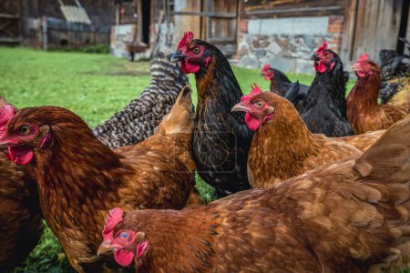 Hühnergruppe auf Freilandhühnerfarm in der Region Masovia, Polen