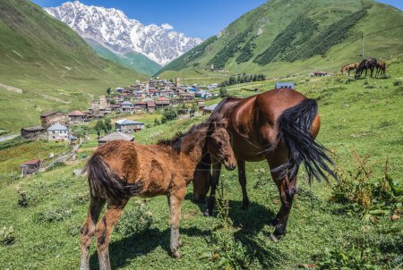 Horses in villages community called Ushguli in Upper Svanetia region, Georgia