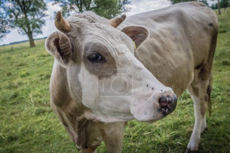 Vaca en un prado en la región de Masovia de Polonia