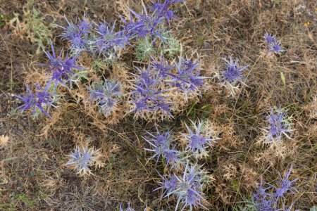Téléchargez les photos : Eryngium alpinum est une plante herbacée vivace de la famille des Apiaceae, Eryngium planum Blue Sea Holly dans le jardin - en image libre de droit
