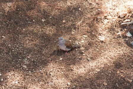 Photo for European turtle dove Streptopelia turtur photo - Royalty Free Image