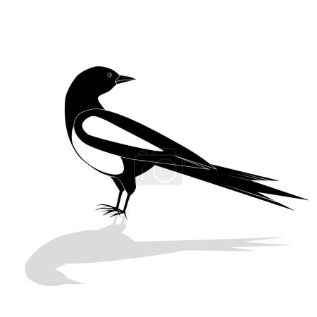Illustration for Beautiful black and white bird, male Oriental Magpie Robin logo icon design vector illustration in simple minimalist style - Royalty Free Image