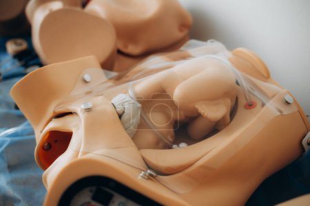 Téléchargez les photos : Une leçon pratique sur un mannequin enceinte pour les étudiants en obstétrique et gynécologie - en image libre de droit
