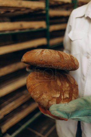 Photo for Worker showing freshly baked breads, holding them in hands. Different types of French bakery with golden crust. - Royalty Free Image