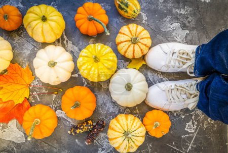 Photo for Halloween or thansgiving concept, top view of orange and white pumpkins with someone legs - Royalty Free Image