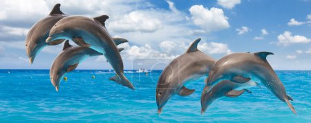 dauphin sautant, paysage marin avec eaux de mer turquoise et paysage nuageux
