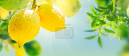 Photo for Nging Lemon Fruits in Lemon garden of Sorrento with copy space on summer blue sky - Royalty Free Image