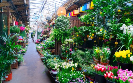 Foto de Mercado de flores de París con macetas frescas en Cite island, París Francia - Imagen libre de derechos