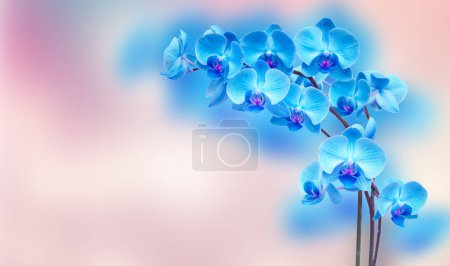 Foto de Rama de orquídea azul sobre fondo rosa desenfocado con espacio de copia - Imagen libre de derechos