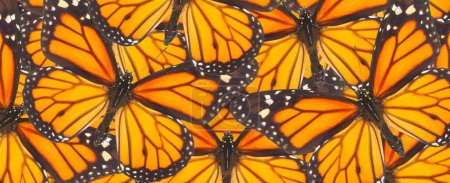 Naranja mariposa monarca primer plano fondo natural
