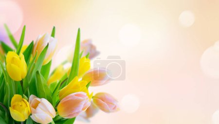 Foto de Rosa tulipanes florecientes y flores del iris se cierran sobre fondo rosa desenfocado - Imagen libre de derechos