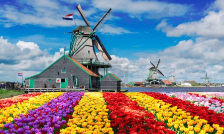 Téléchargez les photos : Moulin à vent hollandais traditionnel sur des bandes colorées de champ de tulipes, Hollande - en image libre de droit