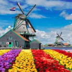 Traditional dutch windmill over colorful stripes of tulips field, Holland