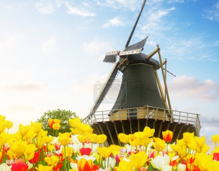 Téléchargez les photos : Un moulin à vent hollandais sur un champ de fleurs de tulipes au printemps ensoleillé, Pays-Bas - en image libre de droit