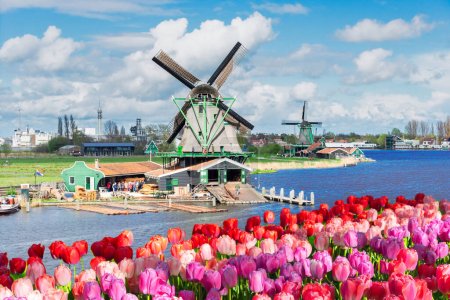 Téléchargez les photos : Paysages hollandais traditionnel avec moulin à vent de Zaanse Schans avec ciel dramatique et tulipes, pays-bas - en image libre de droit