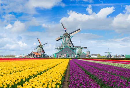 Téléchargez les photos : Paysage hollandais traditionnel avec moulin à vent de Zaanse Schans avec ciel spectaculaire et champ de tulipes, Pays-Bas - en image libre de droit